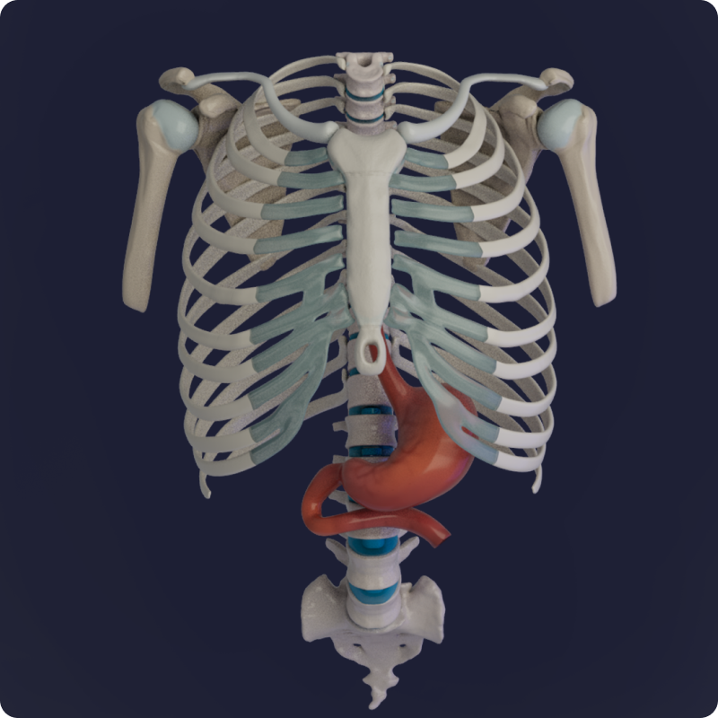 Skeleton