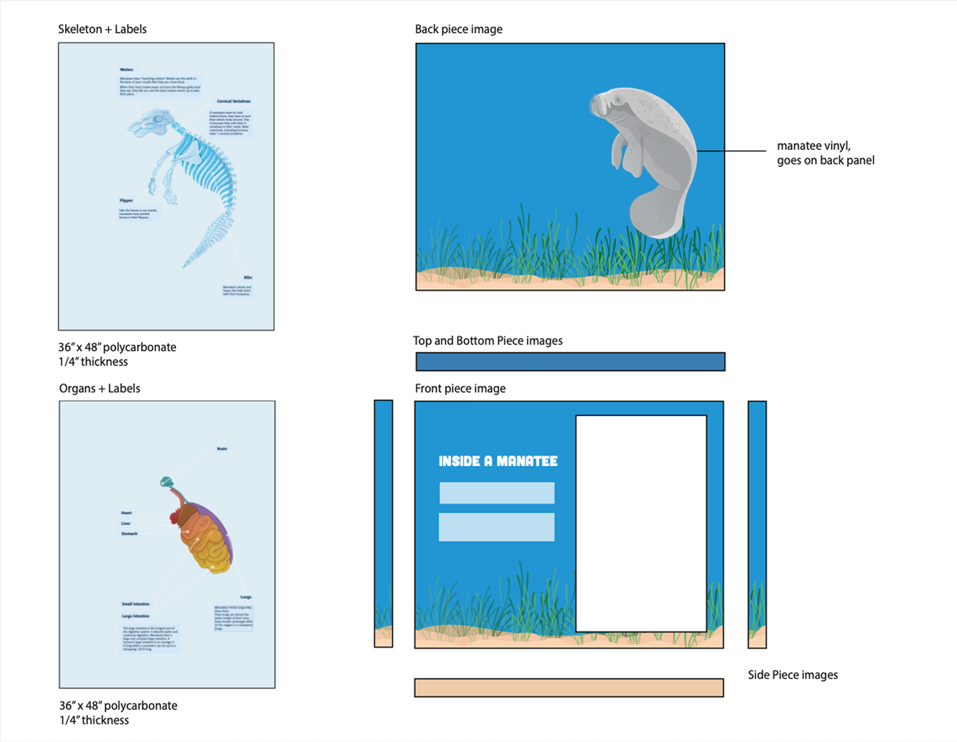 Manatee Anatomy Exhibit